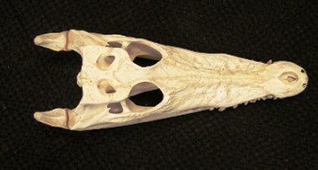 Crocodylus johnsoni