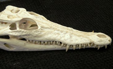 Crocodylus johnsoni teeth