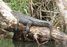 Freshwater crocodile