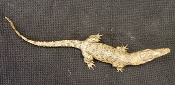 Crocodylus johnsoni, prepared by a taxidermist