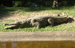 Crocodile