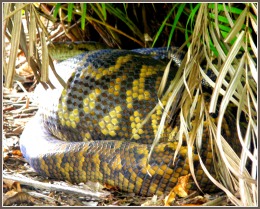 Python resting and digesting