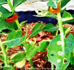 Bunch of Caterpillars