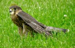 Hawk