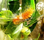 Caterpillars in the&nbsp;jar