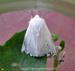 White moth