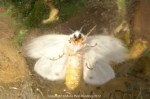 White moth 2