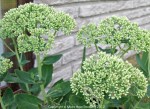 Sedum