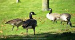 Canada geese