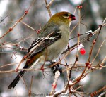 Pine grosbeak