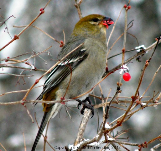 Pine grosbeak