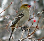 Pine grosbeak