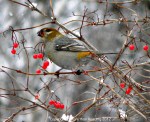 Pine grosbeak