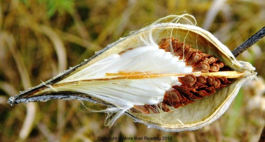 Milkweed pod