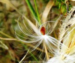 Milkweed seeds