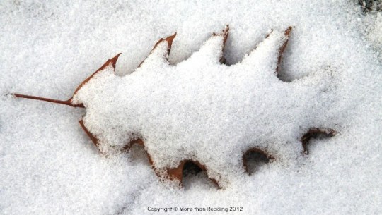 Snowy oak leaf