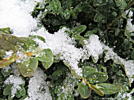 Corn snow on Boxwood PM edit small