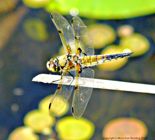 ??????????????????????