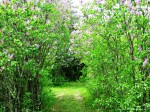 Lilac Lane 2