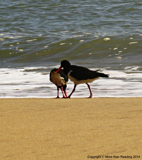 Two terns on CBeach