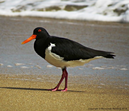 Tern on CBeach