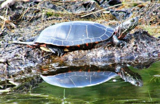 Turtle reflection 